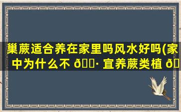 巢蕨适合养在家里吗风水好吗(家中为什么不 🕷 宜养蕨类植 🐶 物)